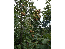 ����� ������� ����