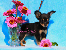 �.� �������