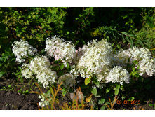 ����� ����