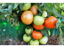 �������� ������