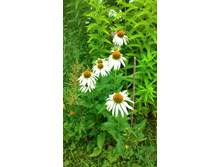 �������� ����� ������, 130 �.