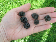 16.08.2015 P8160210.JPG