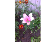 ������ 2015�.