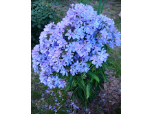 ����� ���������