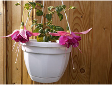 ������ �������, �������� �����