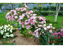 Alden Biesen (������� ����) �������2014�