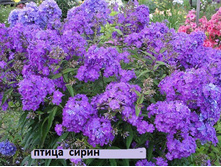 0 c21b9 5d924cae L.jpg