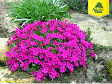 ����� ����������