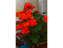 �� ����� ����� ���