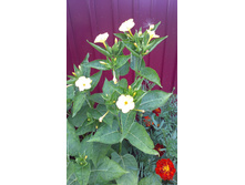 ������ 2015�.