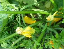 16.08.2015 P8160215.JPG