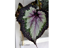 Sal's Comet