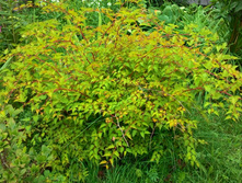 �����������, 150 �.