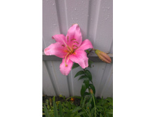 ������ 2015�.