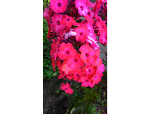 ���- �����