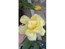 2015-08-09-443.jpg