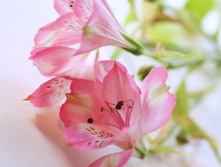Flowers-1-1364068.jpg