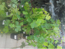 ����� 2015�.