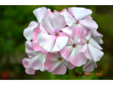 ����� ��������� ����