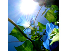 Sun-kiss-me-1378276.jpg