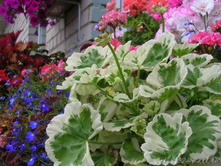 DSCN4299.JPG