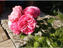 �������� �� �����