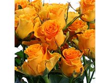 ���� ������ ������