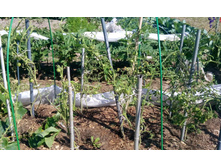 IMG 20150810 121455.jpg