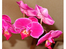 Orchids-1372607.jpg
