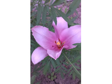 ������ 2015�.