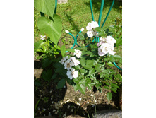 ��������� ����