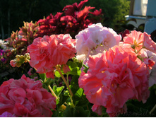 DSCN4229.JPG