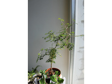 �������������, ���� 2015