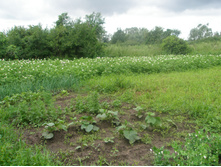 11.07.2015 P7110079.JPG