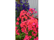 ���� -����.jpg