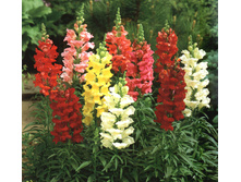 ������� ���