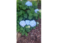 55c26bd51d0eb dsc0071.jpg