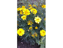 ������ 2015�.