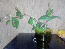 ������ Adalbert Bogner