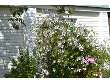 ����� ����������