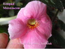 ������ ���������