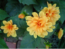 Chrysanthemum-1374823.jpg