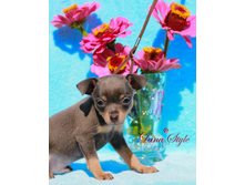 �.� �������