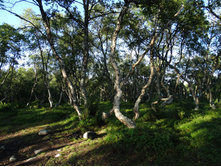 ������ �� ������ ������ ����.