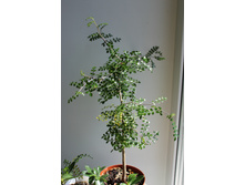 ������������� ���� 2015