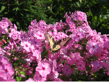 ������� �����