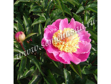 ���� �����.jpg