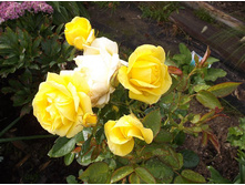 ���� ���� �'��