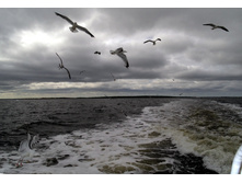 ����� ����.