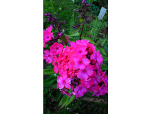 ������ ��������.jpg